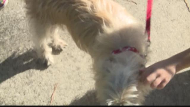 Woman's lost dog listed for sale on Craigslist ...