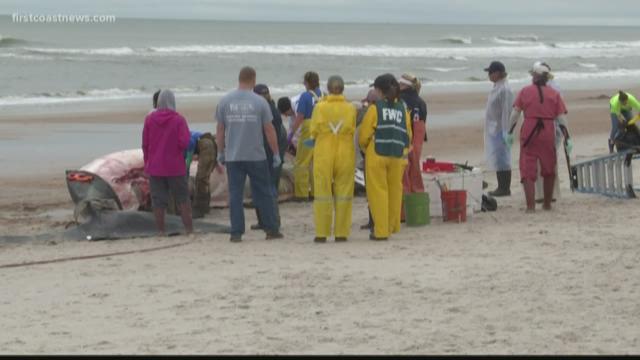 Whale found near Sandbridge likely died from entanglement