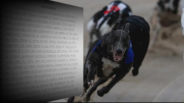 Proposal to ban dog racing in Florida closer to ballot | firstcoastnews.com